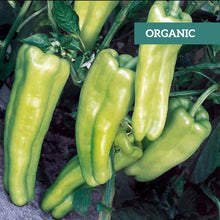 Load image into Gallery viewer, Organic Pepper &#39;Aruba&#39;
