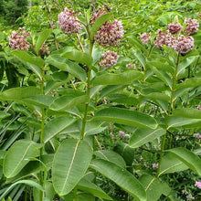 Load image into Gallery viewer, Asclepias syriaca (Milkweed)
