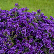 Load image into Gallery viewer, Aster &#39;Grape Crush&#39;
