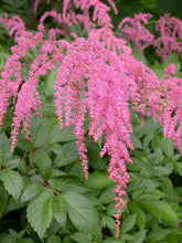 Load image into Gallery viewer, Astilbe &#39;Ostrich Plume&#39;

