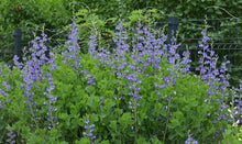 Load image into Gallery viewer, Baptisia australis
