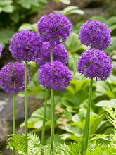 Load image into Gallery viewer, Allium &#39;Purple Sensation&#39;
