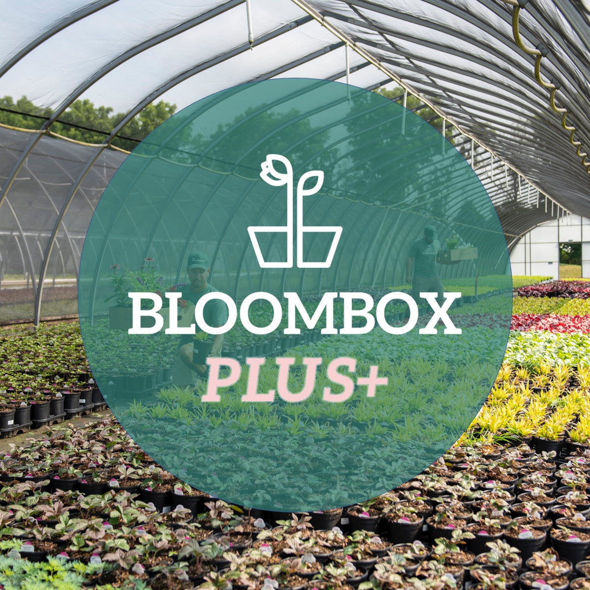 BloomBox Plus+