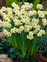 Load image into Gallery viewer, Daffodil &#39;Minnow&#39;
