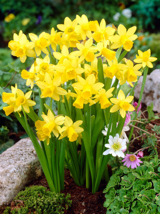 Daffodil 'Tete a Tete'