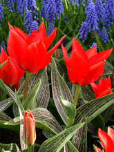 Load image into Gallery viewer, Tulip &#39;Red Riding Hood&#39;

