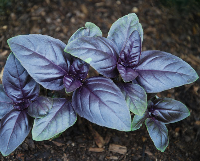 Basil 'Amethyst'