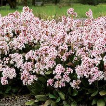 Load image into Gallery viewer, Bergenia DRAGONFLY™ &#39;Angel Kiss&#39;
