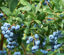 Load image into Gallery viewer, Blueberry &#39;Blueray&#39;
