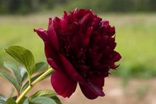 Load image into Gallery viewer, Peony &#39;Happy Maroon&#39;

