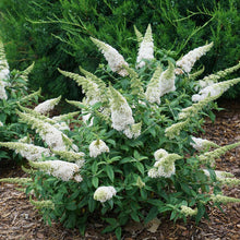 Load image into Gallery viewer, Buddleia&#39; Pugster White&#39;
