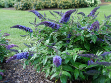Load image into Gallery viewer, Buddleia Pugster Blue®
