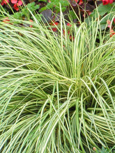 Load image into Gallery viewer, Carex EverColor® &#39;Evergold&#39;
