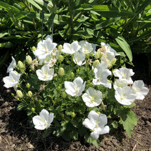 Load image into Gallery viewer, Campanula &#39;Rapido White&#39;
