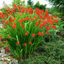 Load image into Gallery viewer, Crocosmia &#39;Lucifer&#39;
