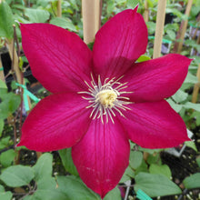 Load image into Gallery viewer, Clematis &#39;Bourbon&#39;
