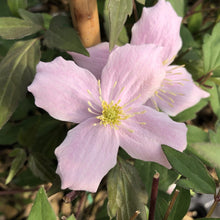Load image into Gallery viewer, Clematis &#39;Rubens&#39;
