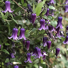 Load image into Gallery viewer, Clematis &#39;Rooguchi&#39;

