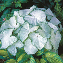 Load image into Gallery viewer, Caladium 'Moonlight'
