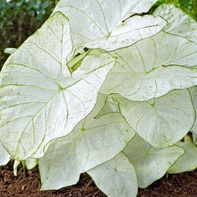 Load image into Gallery viewer, Caladium 'Moonlight'
