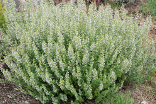 Load image into Gallery viewer, Calamintha nepeta
