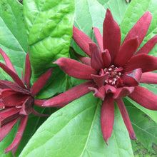 Load image into Gallery viewer, Calycanthus floridus
