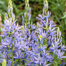 Load image into Gallery viewer, Camassia leichtlinii
