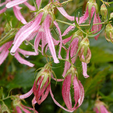 Load image into Gallery viewer, Campanula 'Pink Octopus'
