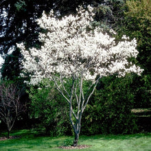 Load image into Gallery viewer, Canadian Serviceberry
