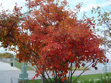Load image into Gallery viewer, Canadian Serviceberry
