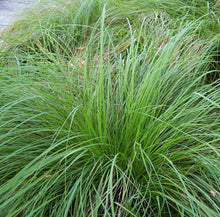 Load image into Gallery viewer, Carex pensylvanica
