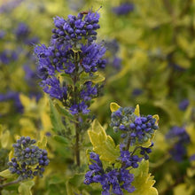 Load image into Gallery viewer, Caryopteris &#39;Gold Crest&#39;
