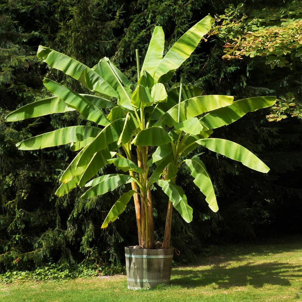Banana Tree 'Dwarf Cavendish'
