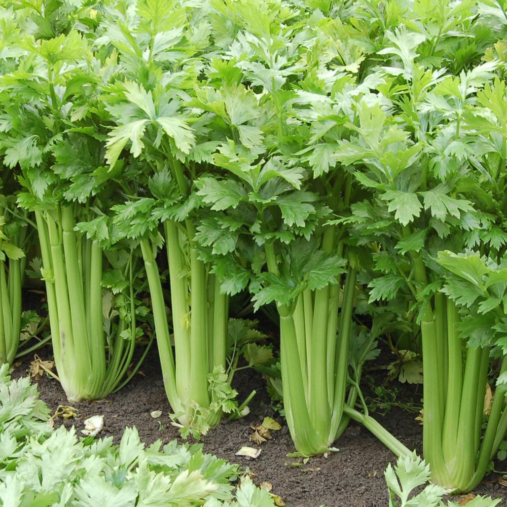 Celery 'Tango' - 6 pack