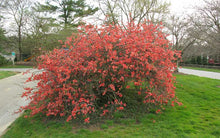 Load image into Gallery viewer, Quince Double Take® Peach
