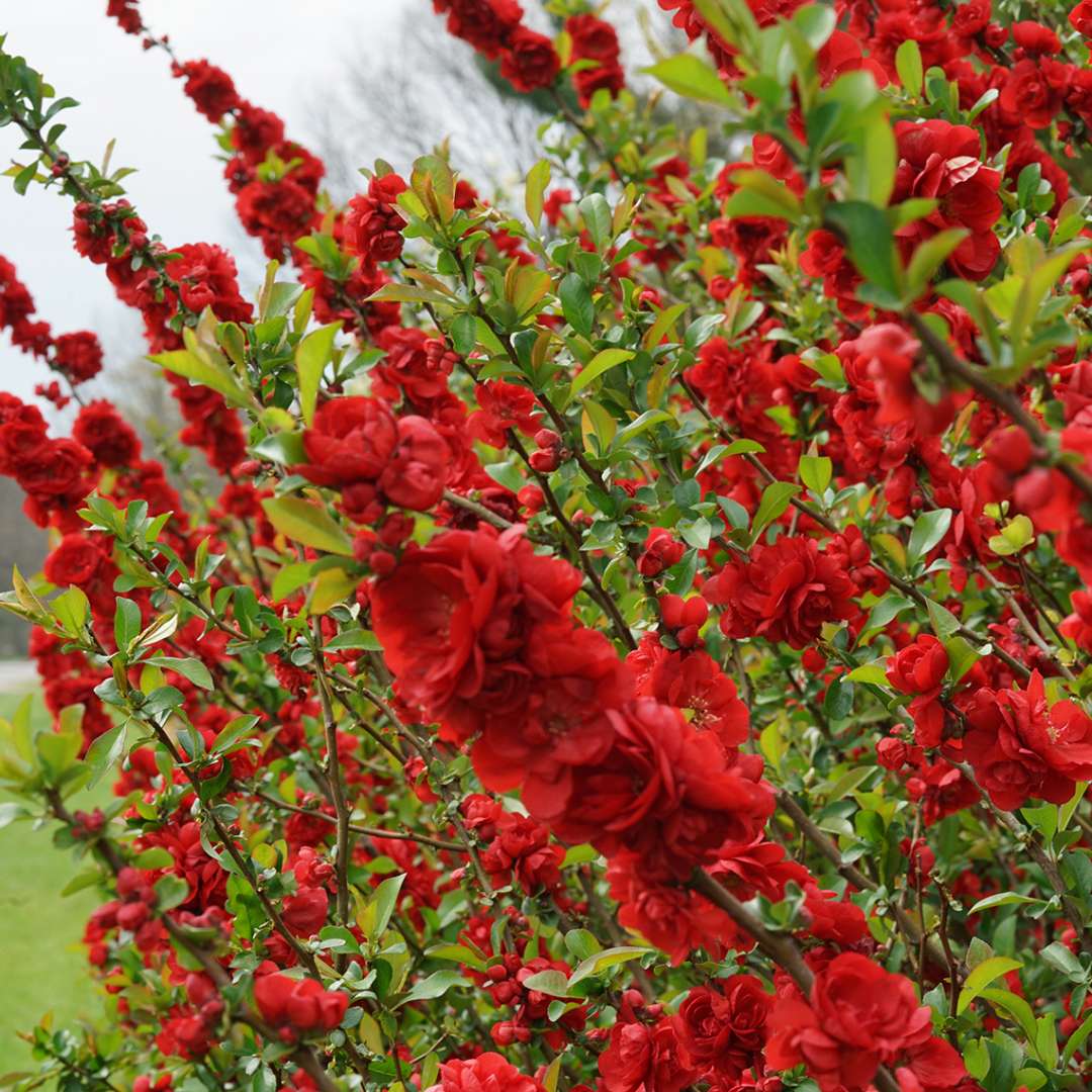 Quince Double Take® Scarlet