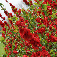 Load image into Gallery viewer, Quince Double Take® Scarlet
