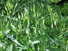 Load image into Gallery viewer, Northern Sea Oats

