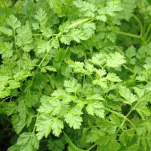 Load image into Gallery viewer, Chervil (French Parsley)
