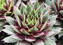 Load image into Gallery viewer, Sempervivum Chick Charms® 'Cranberry Cocktail™'
