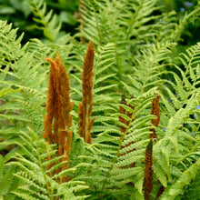 Load image into Gallery viewer, Fern &#39;Cinnamon&#39;
