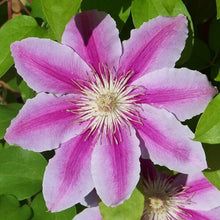 Load image into Gallery viewer, Clematis &#39;Carnaby&#39;
