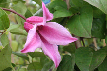 Load image into Gallery viewer, Clematis &#39;Duchess of Albany&#39;
