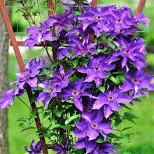 Load image into Gallery viewer, Clematis 'The President'
