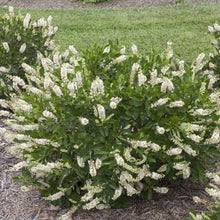 Load image into Gallery viewer, Clethra &#39;Vanilla Spice&#39;
