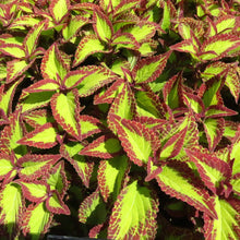 Load image into Gallery viewer, Coleus 'Stained Glassworks Velvet'
