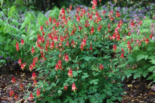 Load image into Gallery viewer, Aquilegia canadensis
