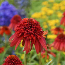 Load image into Gallery viewer, Echinacea &#39;Hot Papaya&#39;
