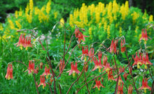 Load image into Gallery viewer, Aquilegia canadensis
