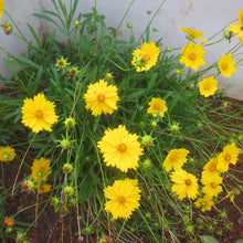 Load image into Gallery viewer, Coreopsis lanceolata
